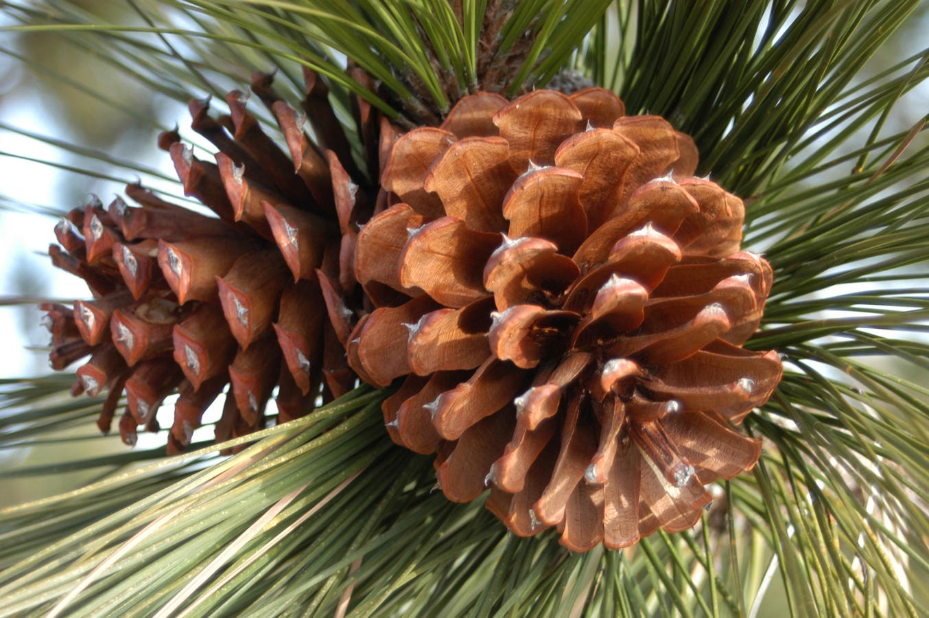 Pinecone Spruces Up Платформа знань AI