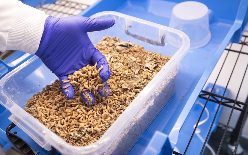 Nrgene Canada просуває геноміка мухи чорного солдата для сталого вироблення білка