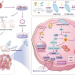 Стартап із фертильності, який перевіряє ембріони, щоб передбачити зріст, інтелект і захворювання, викликає дискусію з кампанією «чудові гени»