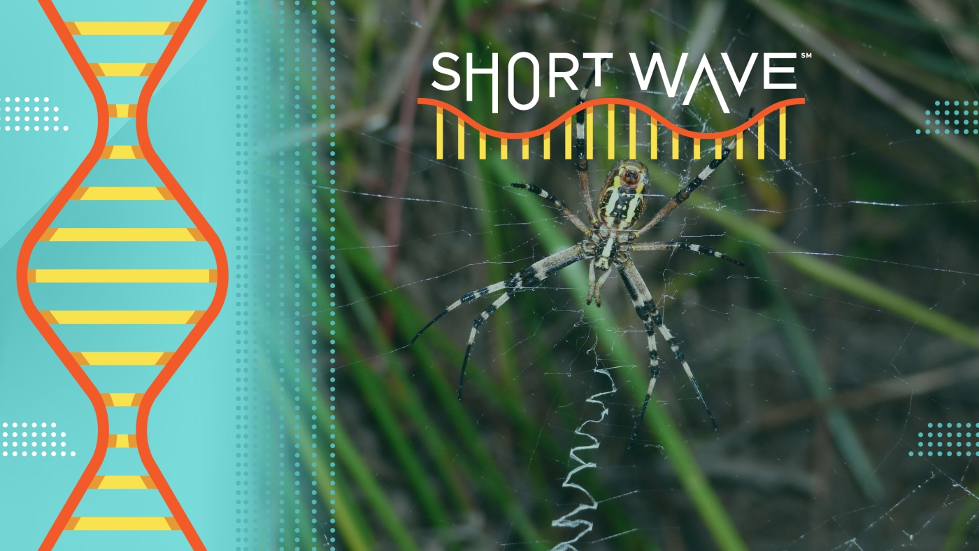 Павуки, пікселі вашого телевізора та розповідь у мозку : Короткі хвилі : NPR