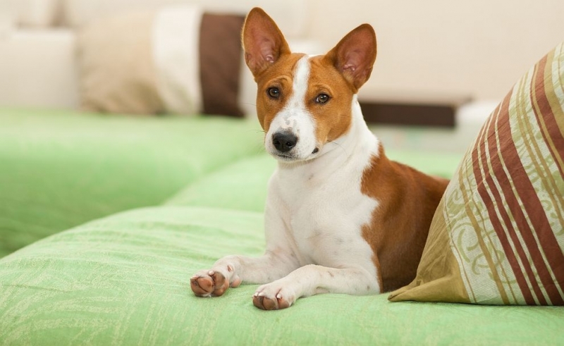 Ви знаєте, хто є єдиними собаками, які не вміють гавкати?